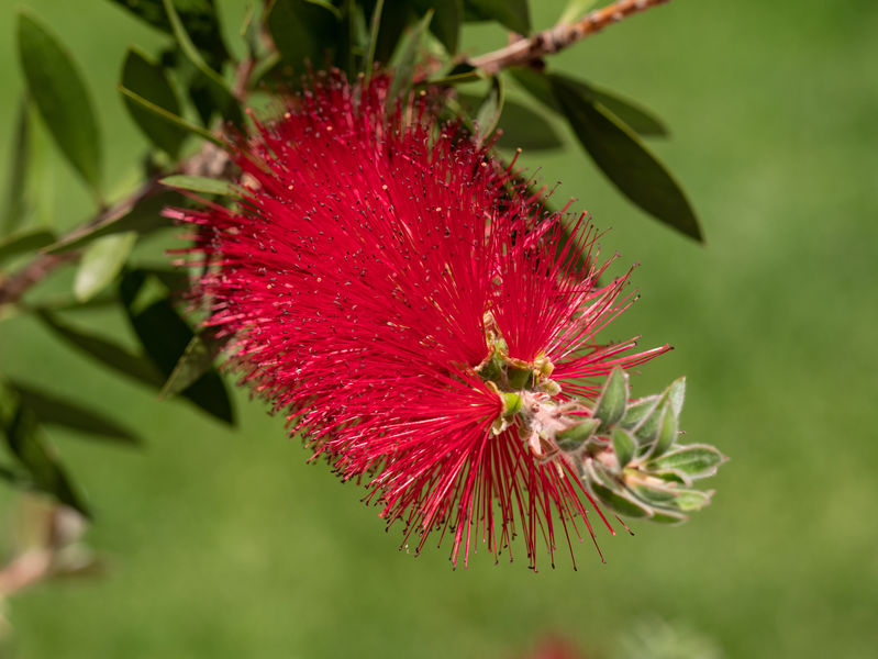 fiori australiani